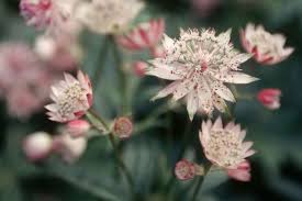 Attēlu rezultāti vaicājumam “Astrantia major fruit”