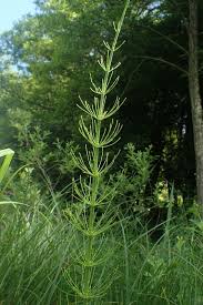 Attēlu rezultāti vaicājumam “Equisetum fluviatile”