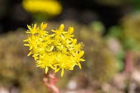 Attēlu rezultāti vaicājumam “Sedum acre flower”