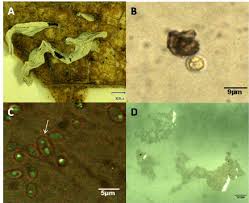 Attēlu rezultāti vaicājumam “Physarum bivalve”