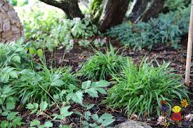 Attēlu rezultāti vaicājumam “Luzula pilosa”