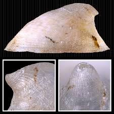 Attēlu rezultāti vaicājumam “Ancylus fluviatilis”