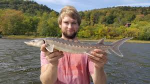 Image result for Huso brevirostrum