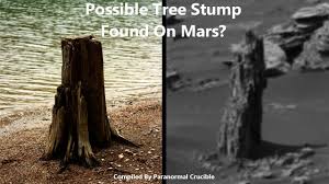Image result for mars trees