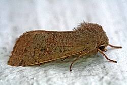 Attēlu rezultāti vaicājumam “Orthosia miniosa imago”