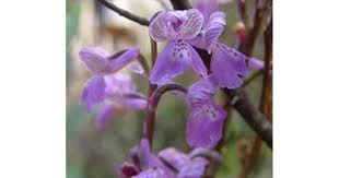 Attēlu rezultāti vaicājumam “Orchis morio”