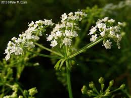 Attēlu rezultāti vaicājumam “Berula erecta leaf”