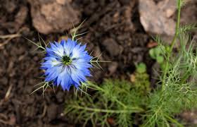 Image result for Nigella damascena