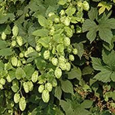 Attēlu rezultāti vaicājumam “Humulus lupulus fruit”