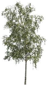 Attēlu rezultāti vaicājumam “Betula pendula”