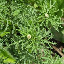 Image result for Anthemis tinctoria