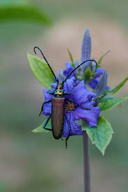 Attēlu rezultāti vaicājumam “Aromia moschata”