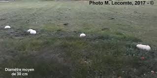 Attēlu rezultāti vaicājumam “Langermania gigantea”