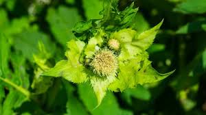 Attēlu rezultāti vaicājumam “Cirsium oleraceum leaf”