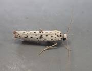 Attēlu rezultāti vaicājumam “Yponomeuta plumbella”