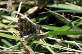 Attēlu rezultāti vaicājumam “Carcharodus floccifera upperside”