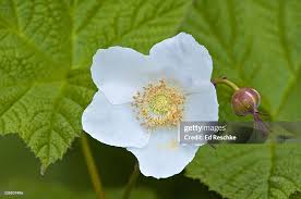 Attēlu rezultāti vaicājumam “Rubus parviflorus fruit”