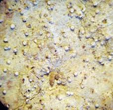 Attēlu rezultāti vaicājumam “Lecanactis abietina”