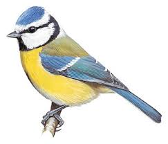 Image result for Cyanistes caeruleus
