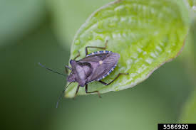 Attēlu rezultāti vaicājumam “Pentatoma rufipes”