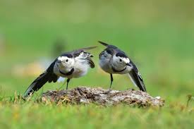 Attēlu rezultāti vaicājumam “Motacillidae”