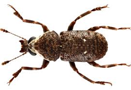 Attēlu rezultāti vaicājumam “Anthribidae”