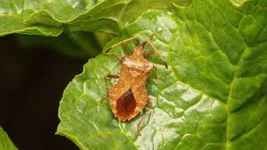 Attēlu rezultāti vaicājumam “Coreus marginatus”