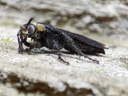 Attēlu rezultāti vaicājumam “Herminia tarsicrinalis”