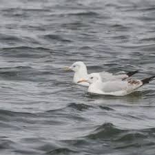 Image result for Chroicocephalus genei