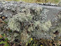 Attēlu rezultāti vaicājumam “Cladonia cornuta”