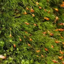 Attēlu rezultāti vaicājumam “Dicranella heteromalla”