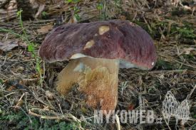 Attēlu rezultāti vaicājumam “Boletus pinophilus”