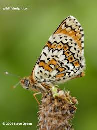Attēlu rezultāti vaicājumam “Melitaea cinxia underside”