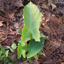 Attēlu rezultāti vaicājumam “Araceae”