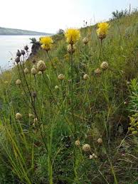 Attēlu rezultāti vaicājumam “Centaurea”