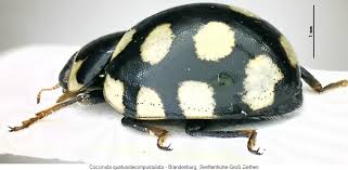 Attēlu rezultāti vaicājumam “Coccinula quatuordecimpustulata”