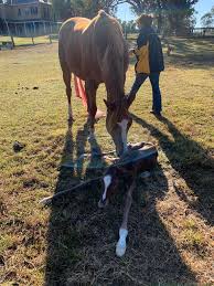 Image result for Bletchingly Badminton Club