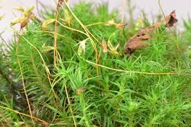 Attēlu rezultāti vaicājumam “Polytrichum commune”