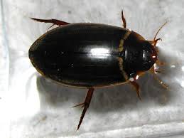 Attēlu rezultāti vaicājumam “Dytiscidae”