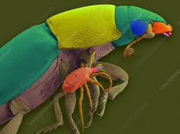 Attēlu rezultāti vaicājumam “Poecilochirus sp.”