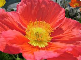 Image result for Papaver nudicaule