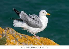 Attēlu rezultāti vaicājumam “Larus argentatus adult”