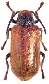 Attēlu rezultāti vaicājumam “Anobiidae”