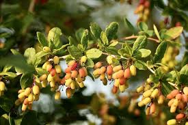 Attēlu rezultāti vaicājumam “Berberis vulgaris fruit”