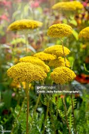 Image result for Achillea filipendulina