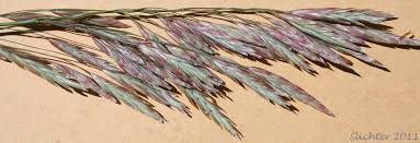 Attēlu rezultāti vaicājumam “Bromopsis inermis fruit”