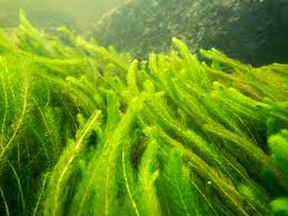 Attēlu rezultāti vaicājumam “Myriophyllum alterniflorum”