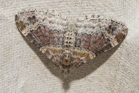 Attēlu rezultāti vaicājumam “Xanthorhoe spadicearia”