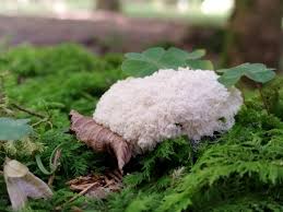 Attēlu rezultāti vaicājumam “Postia ptychogaster”