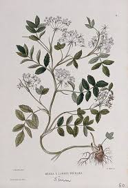 Attēlu rezultāti vaicājumam “Sium latifolium”